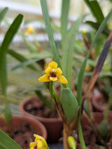 Maxillaria variabilis jaune