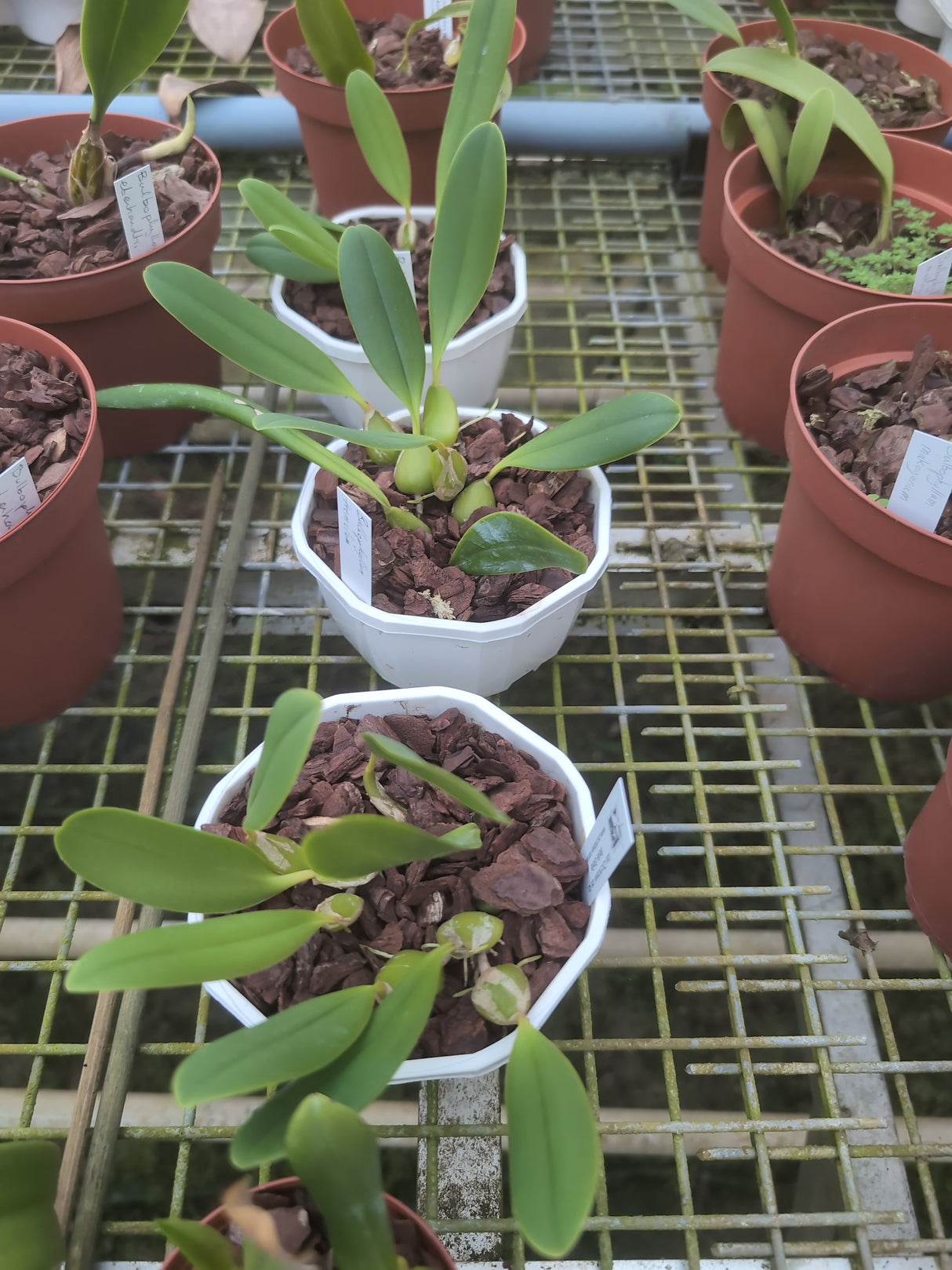 Bulbophyllum tremulum