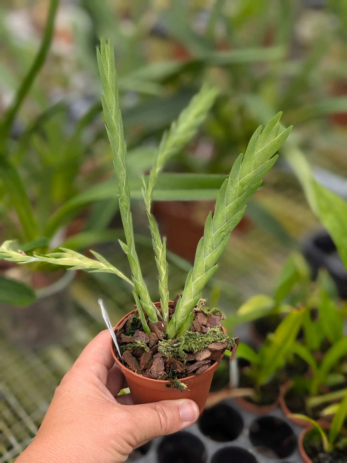 Lockarthia lunifera