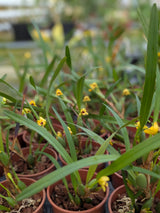 Maxillaria variabilis jaune