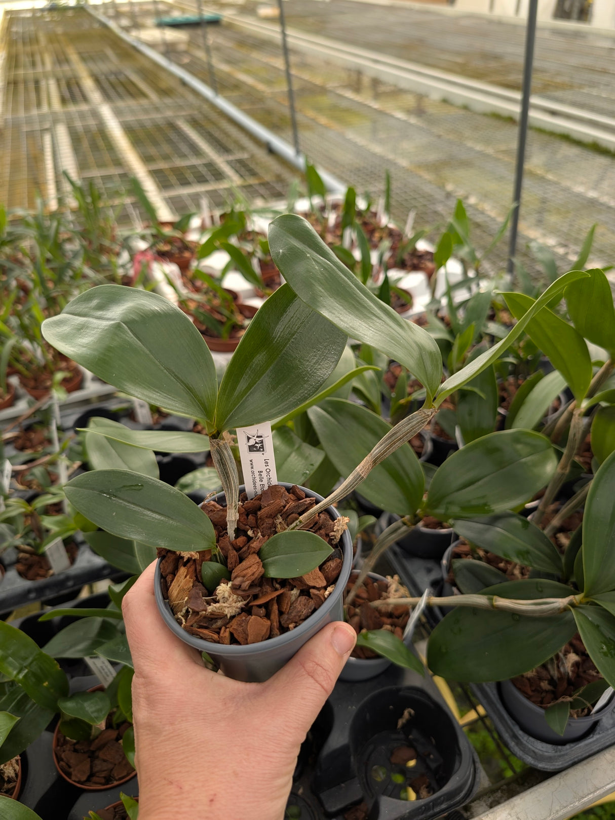 Dendrobium guibertii