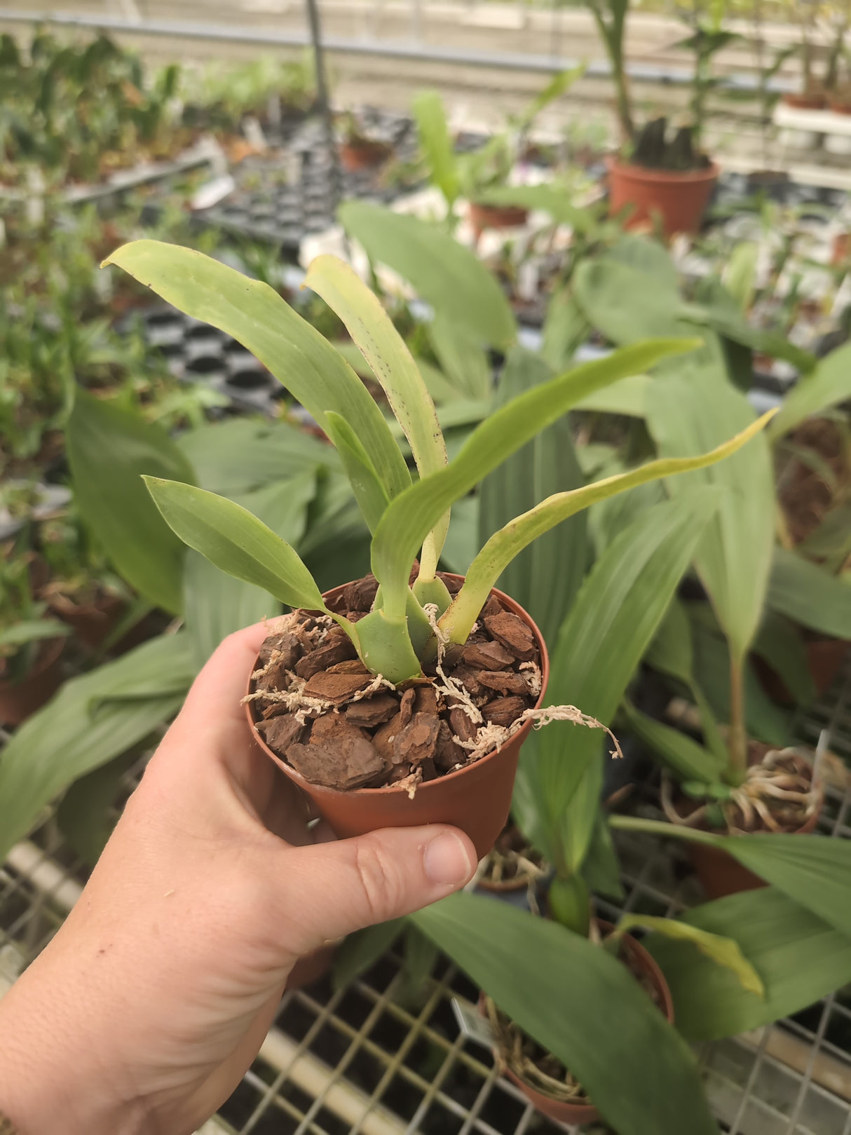 Lemboglossum cordatum