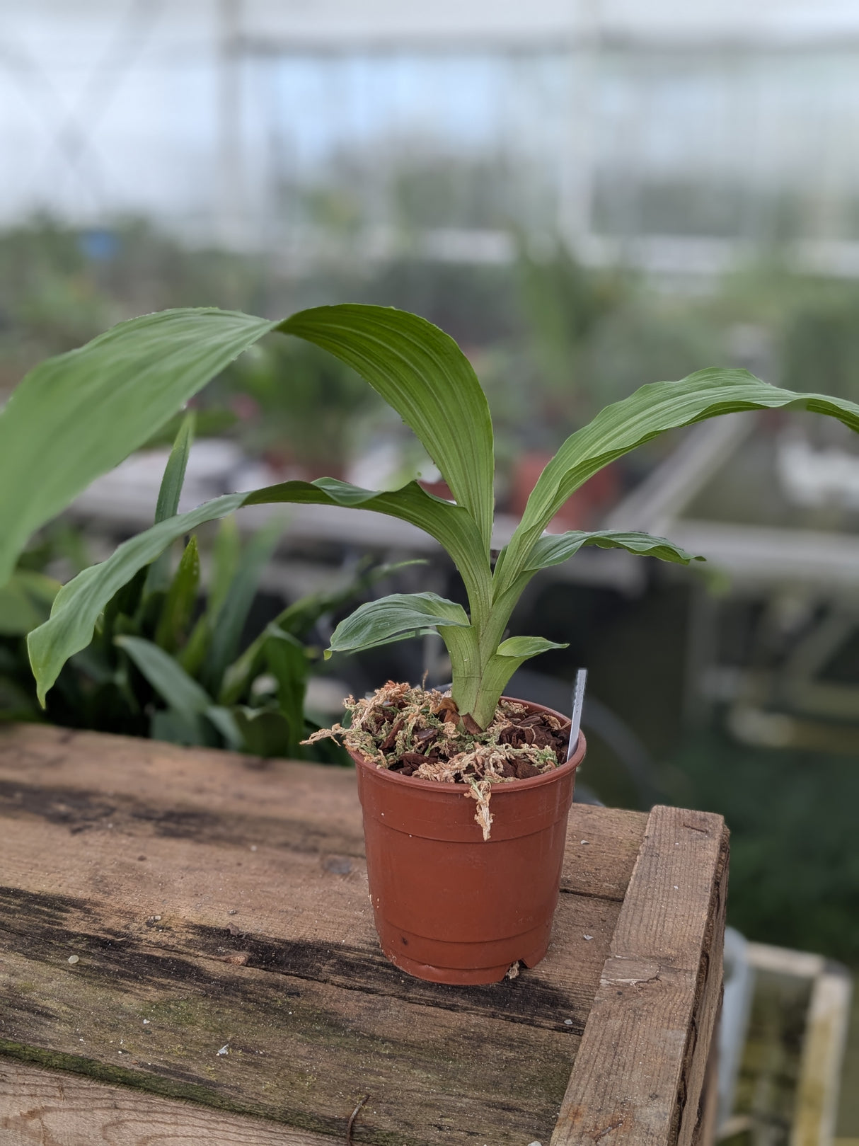 Lycaste Garfield