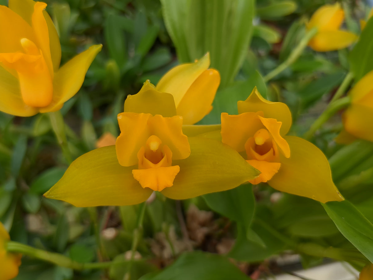 Lycaste Yoko's Sister (cruenta x aromatica)