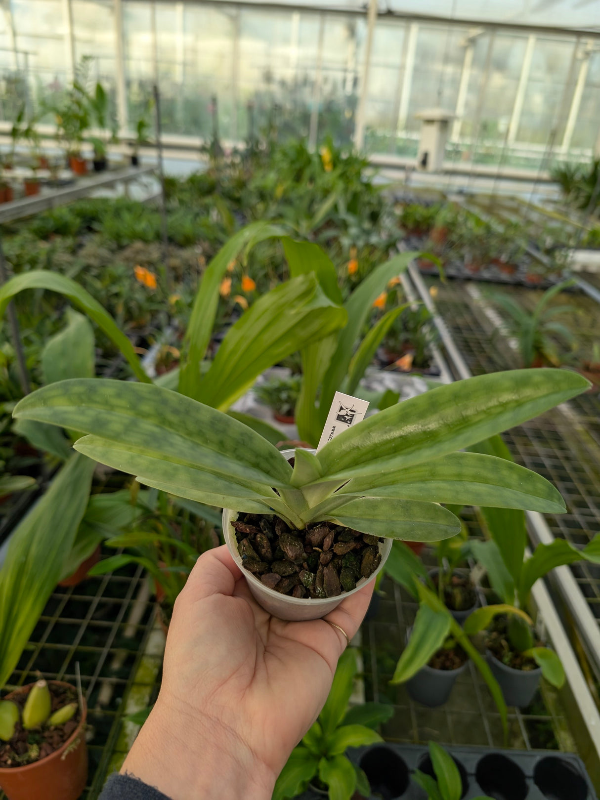 Paphiopedilum mastersianum