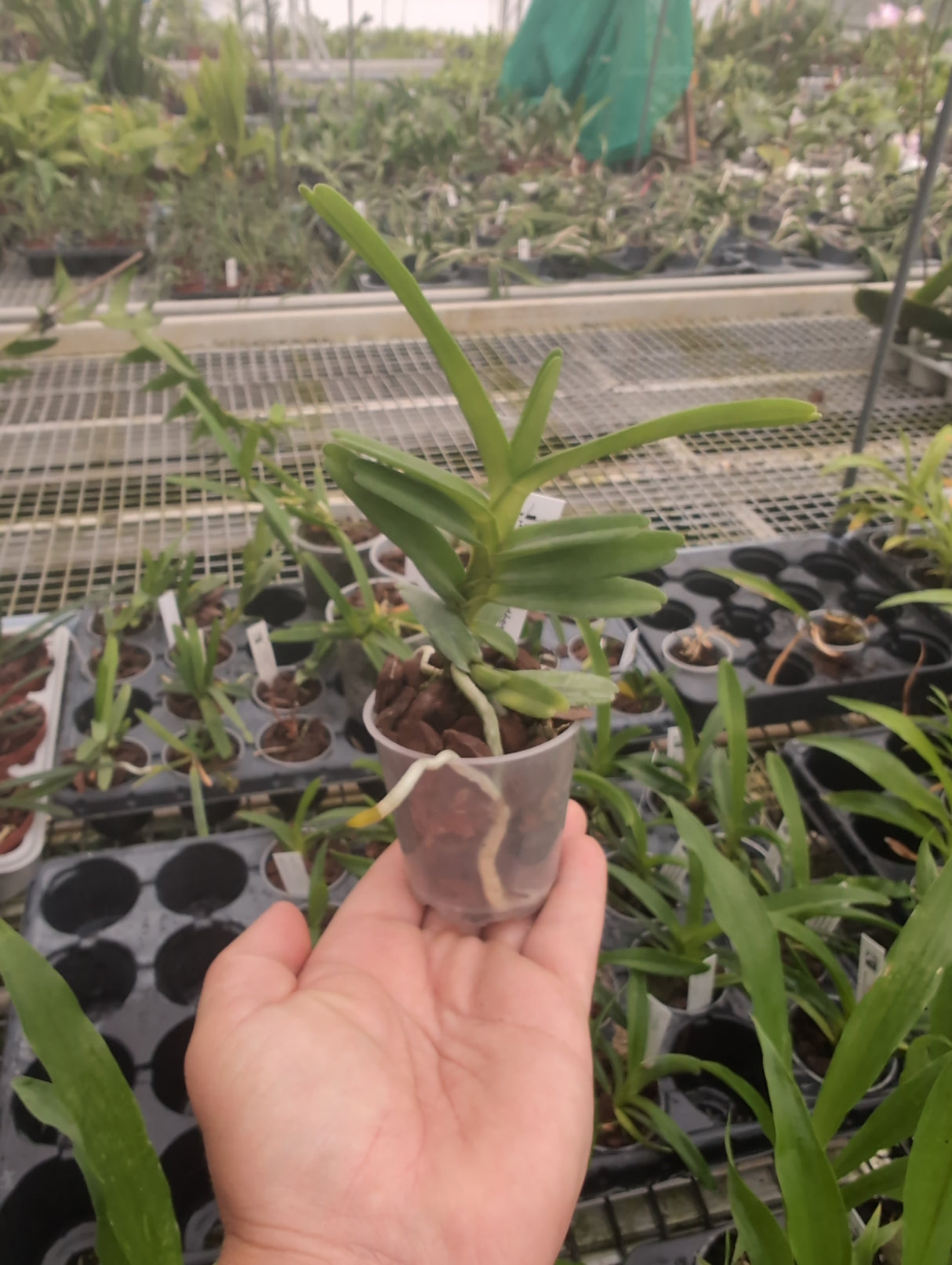Renanthera citrina