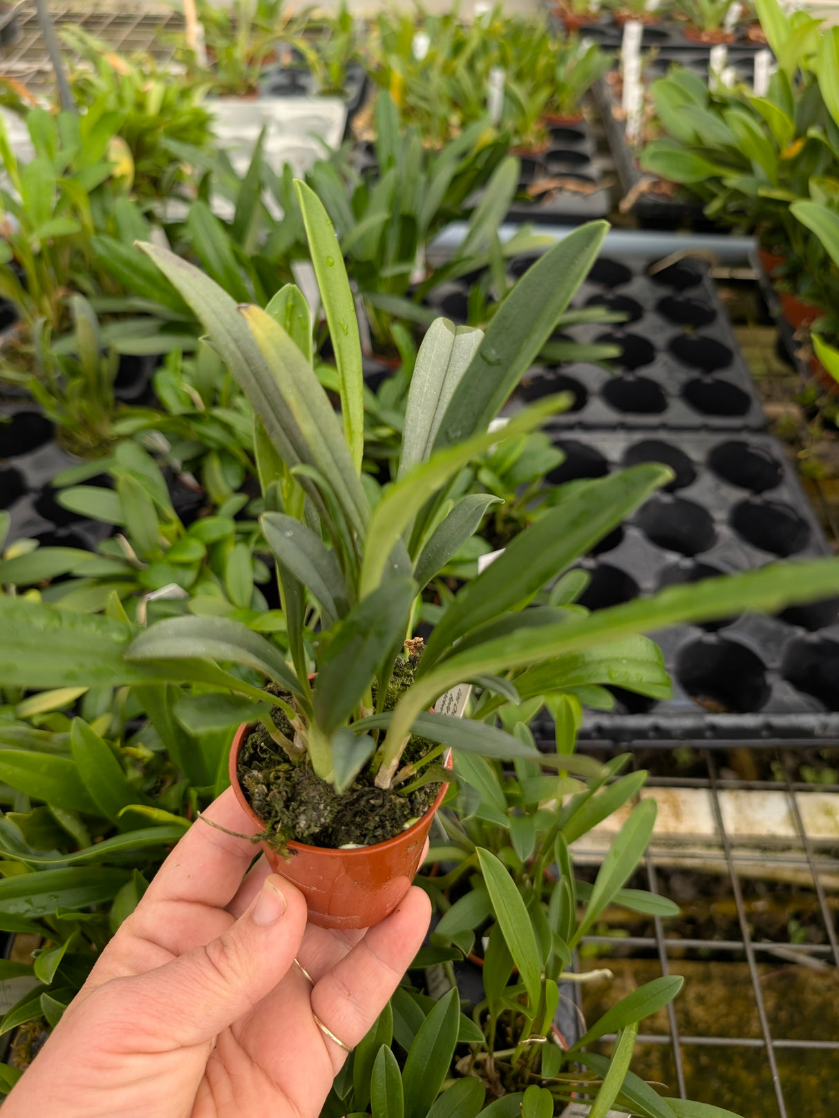 Masdevallia niesseniae