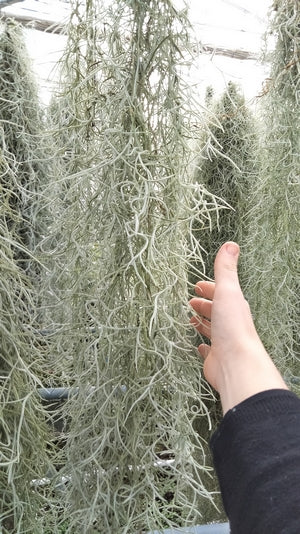 Tillandsia usnoides