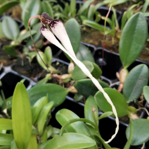 Bulbophyllum contortisepalum