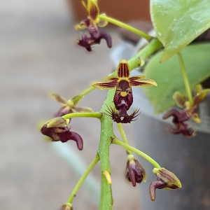 Phalaenopsis difformis
