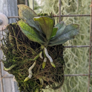 Orchidées sur plaque