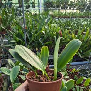 Bulbophyllum grandiflorum dans notre serre de production