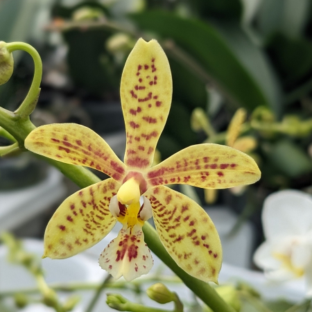 Fleur de Phalaenopsis Stuartiano-Mannii