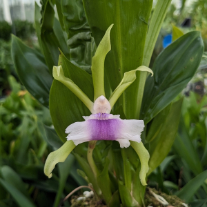 Cochleanthes aromatica