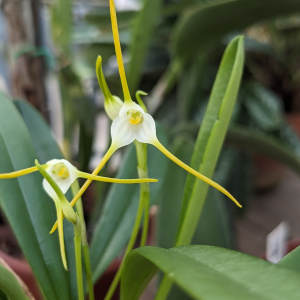 Fleur de Masdevallia attenuata, blanche avec les points des pétales jaune