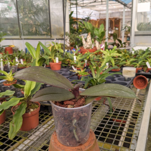Phalaenopsis sanderiana